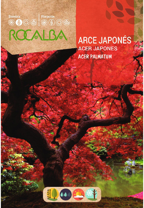 ACER JAPONES