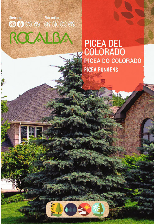 PICEA DO COLORADO