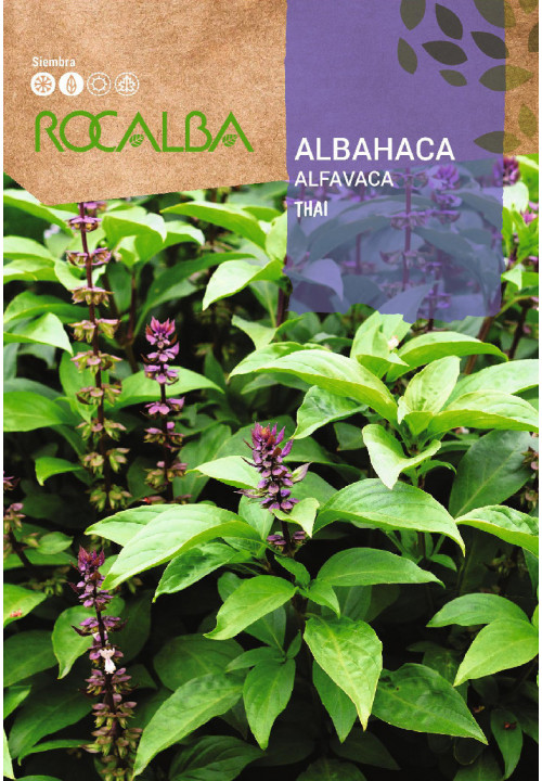 ALBAHACA THAI