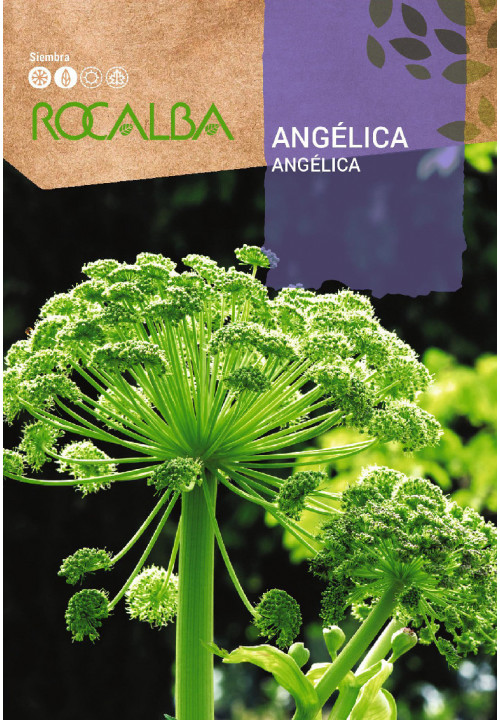 ANGELICA