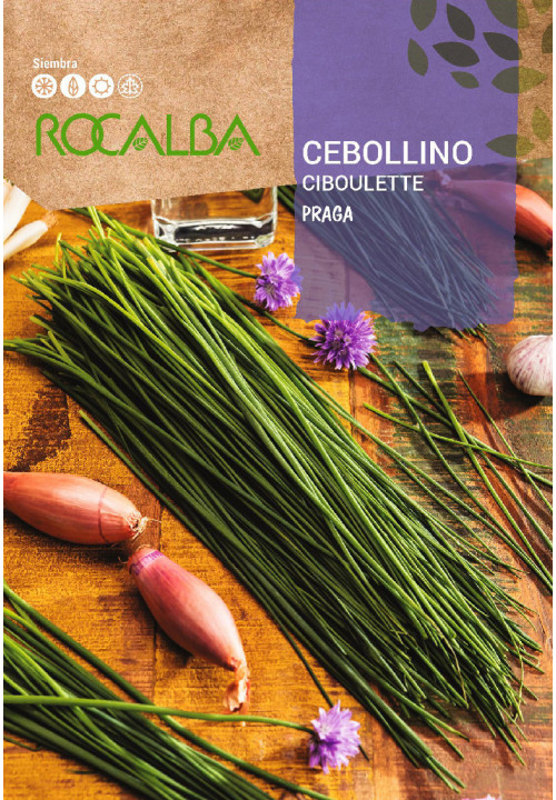 CEBOLLINO