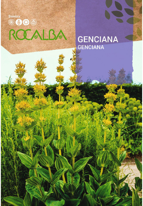 GENCIANA