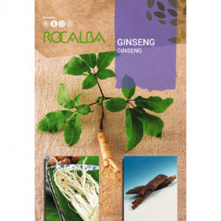 GINSENG