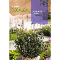 LAVANDA