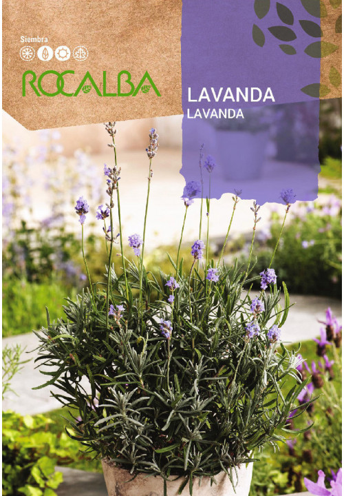 LAVANDA