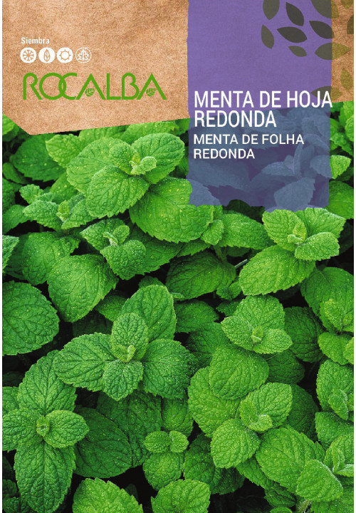 MENTA DE HOJA REDONDA