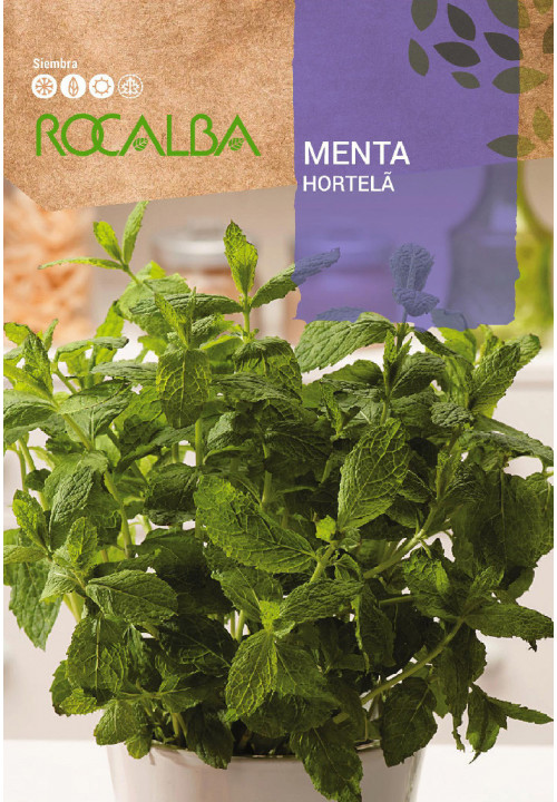 MENTA