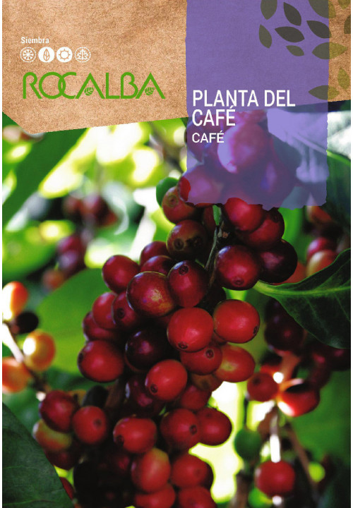 PLANTA DEL CAFÉ