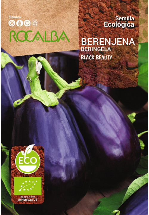  BERENJENA BLACK BEAUTY