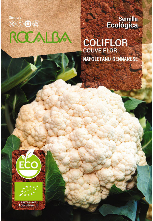 COLIFLOR NAPOLETANO GENNARESE