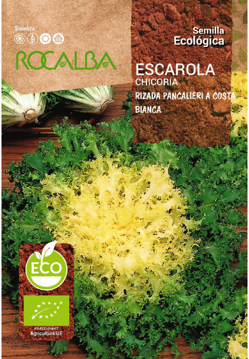 ENDIVE RIZADA PANCALIERI A COSTA BIANCA