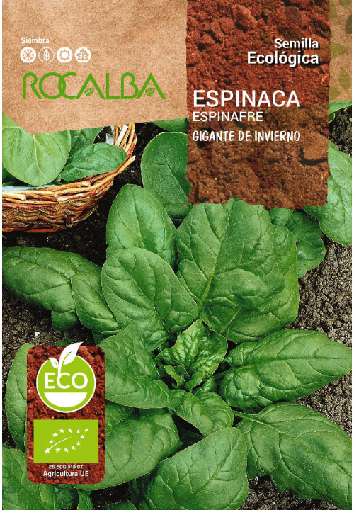 SPINACH GIGANTE DE INVIERNO