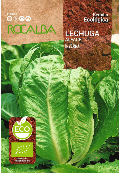 LECHUGA INVERNA
