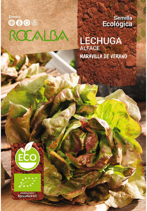 LETTUCE MARAVILLA DE VERANO