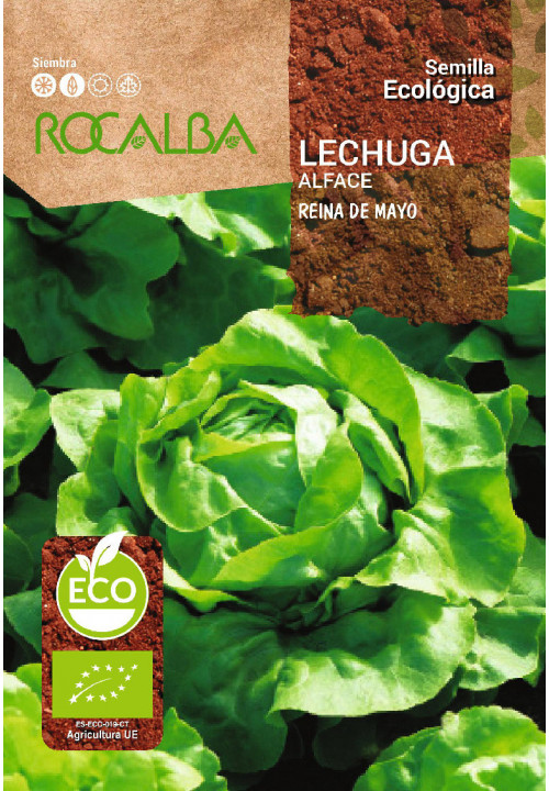 LECHUGA REINA DE MAYO