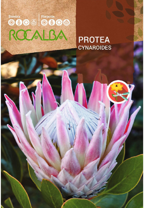 PROTEA CYNAROIDES