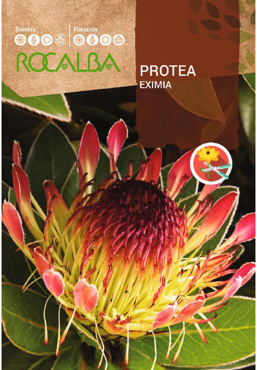 PROTEA EXIMIA