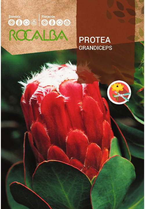 PROTEA GRANDICEPS