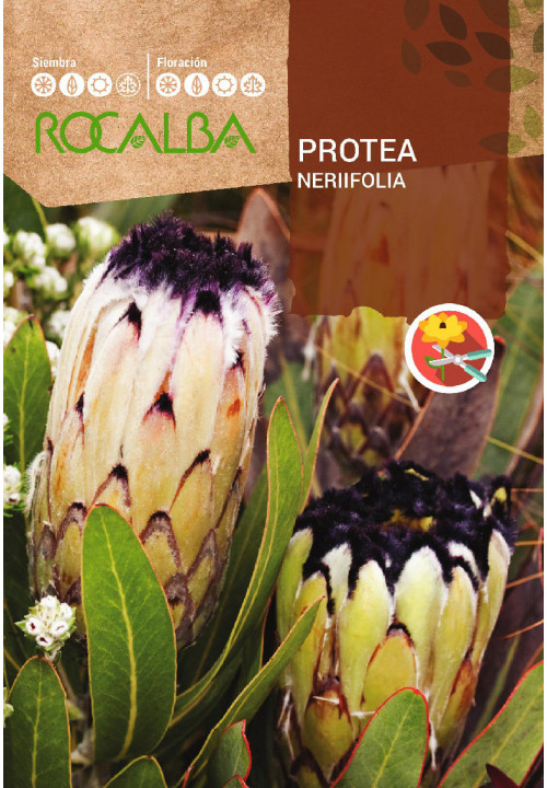 PROTEA NERIFOLIA