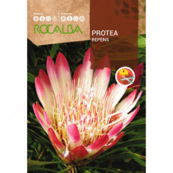 PROTEA REPENS