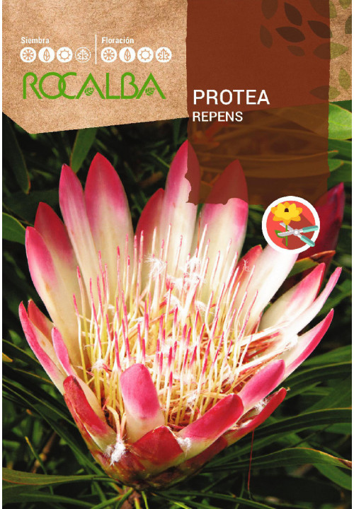 PROTEA REPENS