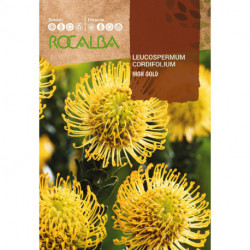 PROTEA LEUCOSPERMUM CORDIFOLIUM -AMARILLO-