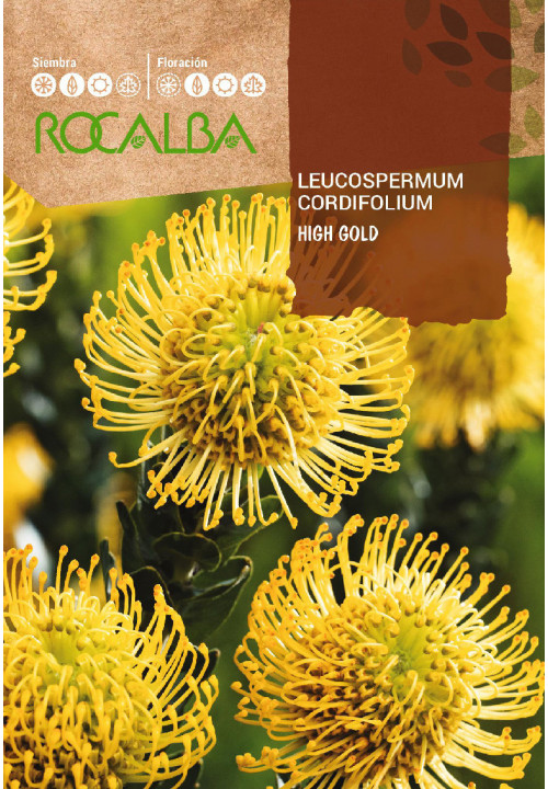 PROTEA LEUCOSPERMUM CORDIFOLIUM -YELLOW-