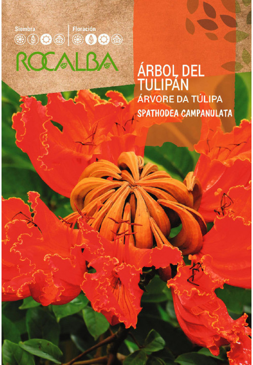 ARBOL DEL TULIPAN