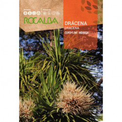 DRACENA