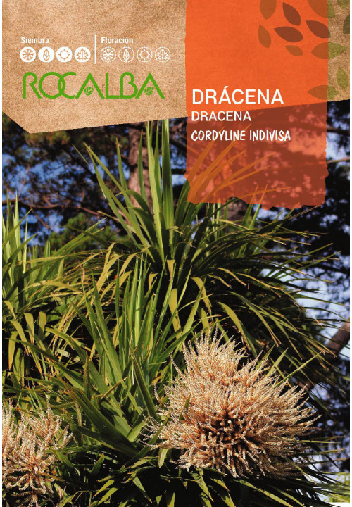 DRACAENA