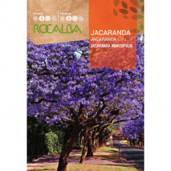 JACARANDA