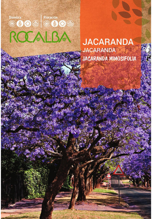 JACARANDA