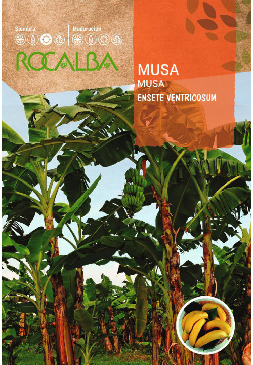 MUSA