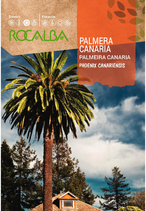 PALMERA CANARIA