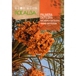 DATE PALM