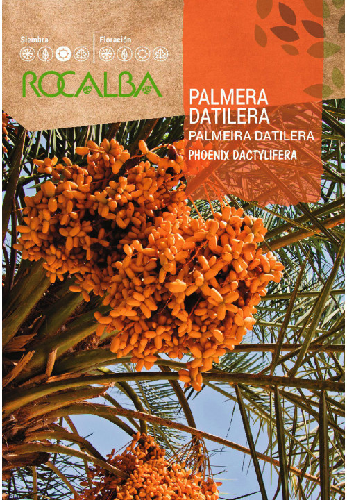 PALMEIRA DATILERA