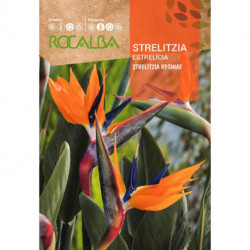 STRELITZIA