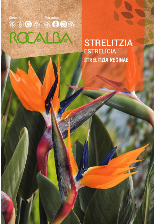 STRELITZIA