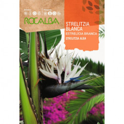 STRELITZIA BLANC