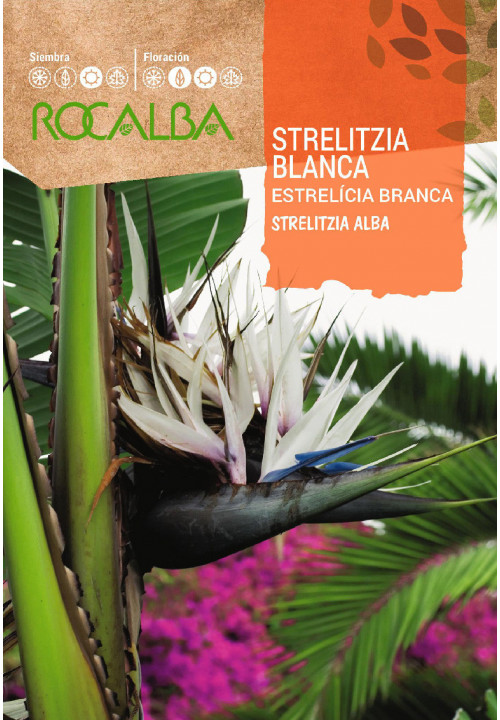 STRELITZIA BLANCA