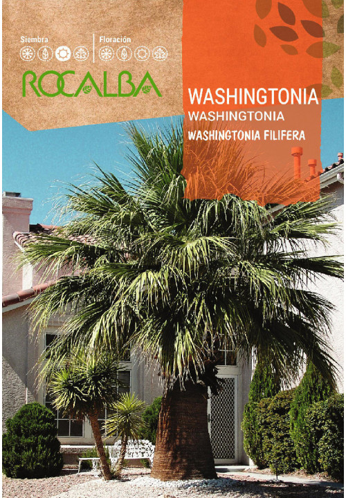 WASHINGTONIA