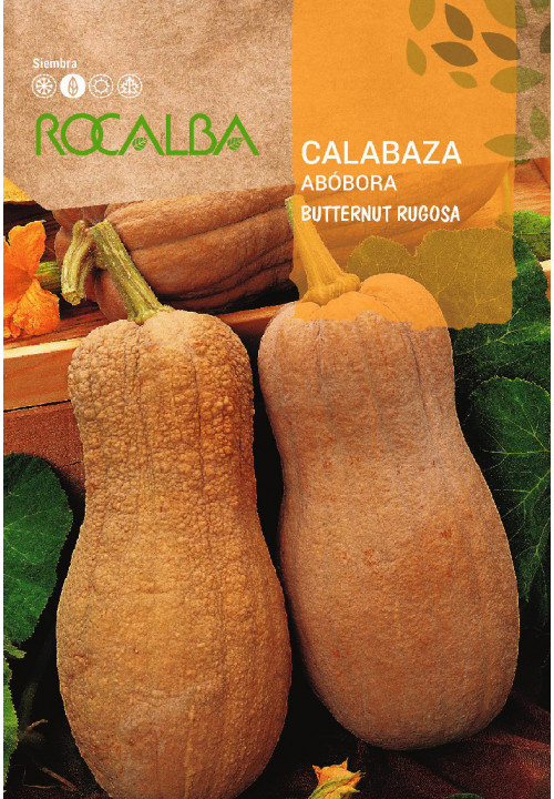 CALABAZA BUTTERNUT RUGOSA