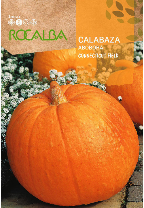 CALABAZA CONNECTICUT FIELD