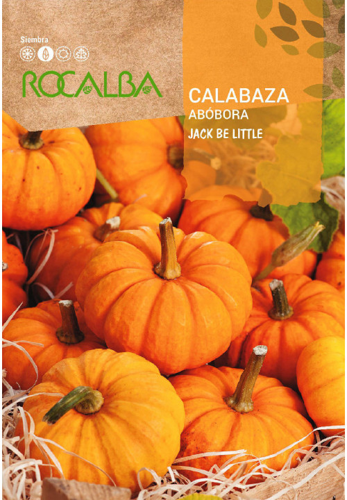 CALABAZA JACK BE LITTLE