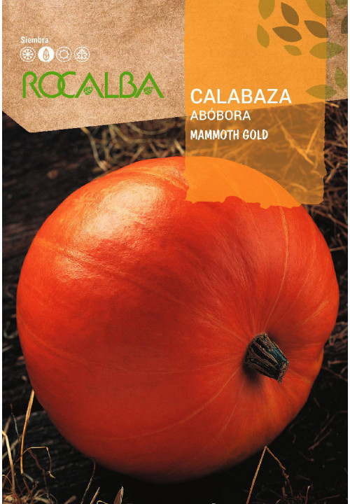 CALABAZA MAMMOTH GOLD