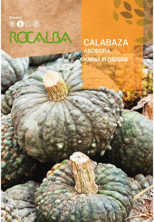 CALABAZA MARINA DI CHIOGGIA