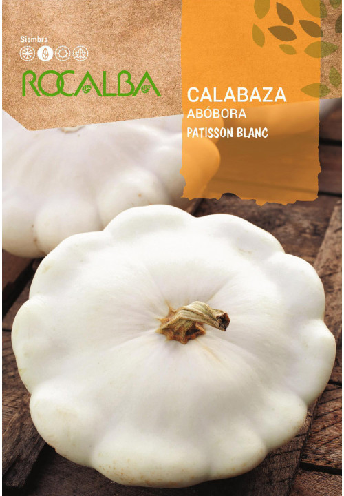 CALABAZA PATISSON BLANC