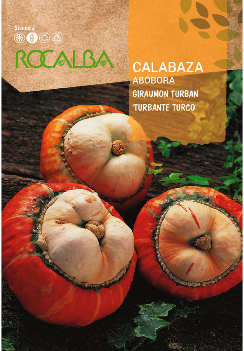 CALABAZA GIRAUMON TURBAN 'TURBANTE TURCO'