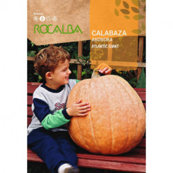 CALABAZA ATLANTIC GIANT