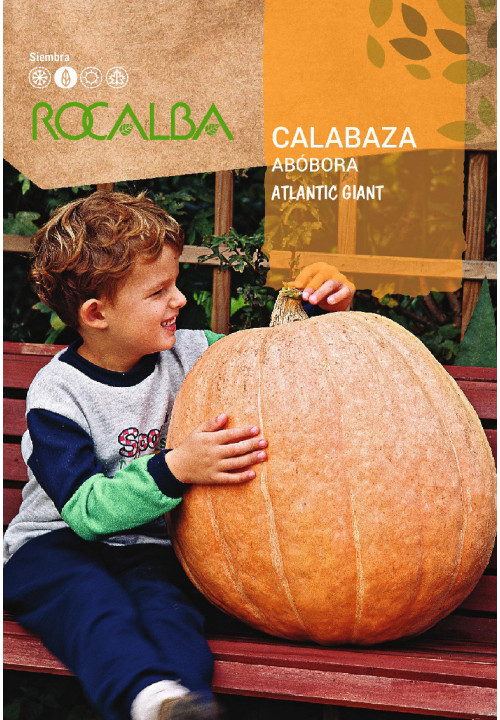 COURGE ATLANTIC GIANT